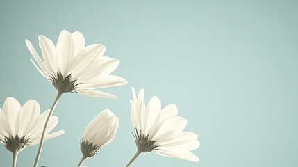 Wall Mural -   Three white daisies in a vase against a pale blue background with a single flower in the foreground