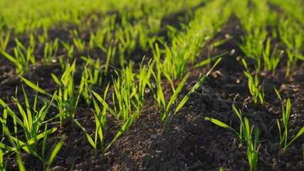 Wall Mural - Fresh wheat sprouts emerge from the soil in a winter field, showcasing nature's growth and beauty with bright green leaves.