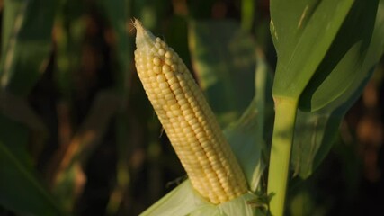 Wall Mural - Fresh corn cob stands out in sunlight surrounded by abundant green leaves, signaling the nearing harvest time in rural farming fields.