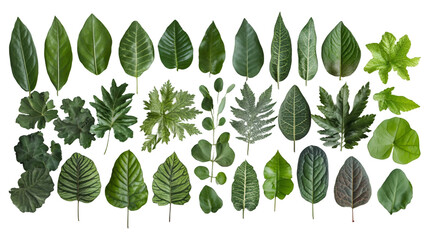 Poster - Green leaf varieties forming organic pattern, transparent backdrop highlighting botanical diversity for design projects