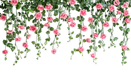 Poster - Decorative hanging roses with green leaves, ideal for romantic projects, on a transparent background