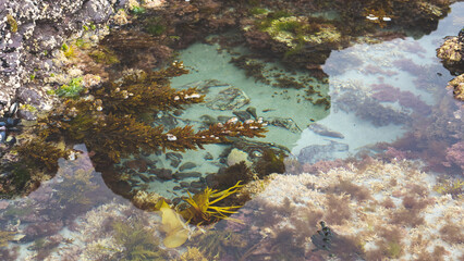 Wall Mural - New zealand beach ocean water seaweed shells rocks beachcombing details