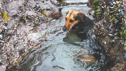 Wall Mural - Cute huntaway dog swimming in ocean water surrounded by shell covered rocks and seaweed in new zealand