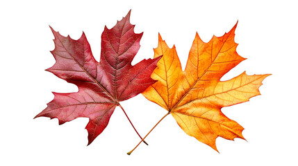 Leinwandbilder - Red and orange maple leaves isolated on transparent background, representing the vibrant colors of fall foliage