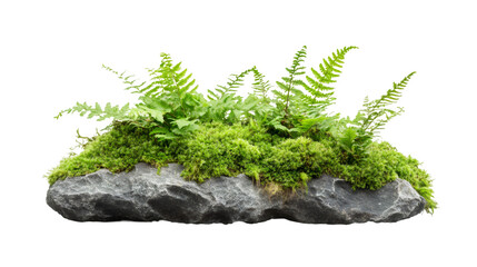 Poster - Lush green fern and moss thriving on a gray rock, isolated on transparent background, perfect for nature-themed projects