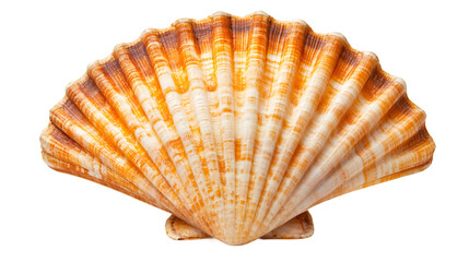 Poster - Close-up of an orange and white seashell isolated on a transparent background, highlighting its intricate patterns and textures