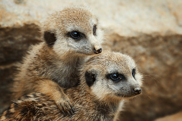 suricate or meerkat (suricata suricatta) detail portrait