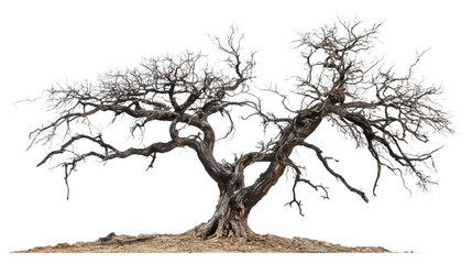Poster - Barren tree with gnarled branches and exposed roots rising from parched earth, symbolizing desolation against transparent backdrop