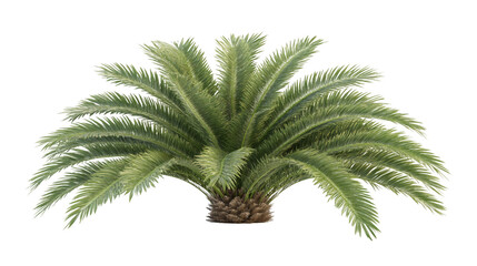 Aufkleber - Phoenix canariensis palm tree cutout, transparent background, ideal for architectural rendering and design projects