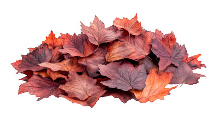 Poster - Vibrant autumn leaves clustered together, forming seasonal backdrop with transparent overlay for design compositions