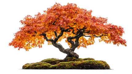 Poster - Potted maple sapling displaying vibrant red-orange autumn foliage against clean transparent backdrop