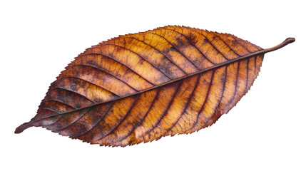 Leinwandbilder - Dry autumn leaf with brown-orange hues, crisp texture revealing seasonal transition against transparent backdrop