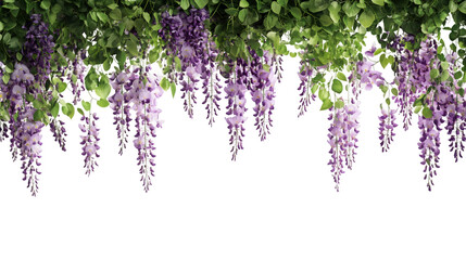 Poster - Beautiful hanging wisteria flowers with green leaves isolated on transparent background, perfect for spring and summer designs