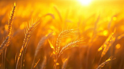  - Golden wheat field at sunset creating a warm and hazy atmosphere
