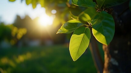 Canvas Print - Sunset illuminating leaves on tree branch in garden