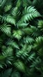 © Semi - Detailed View Of Green Fern Leaves