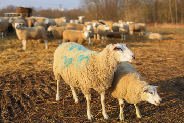 two sheep take grass from the farmer's hands and eat