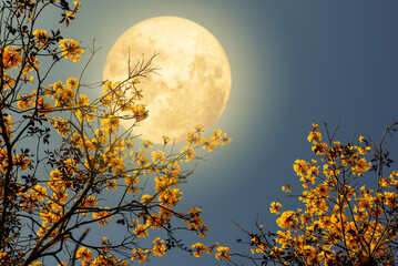 Wall Mural - romantic night scene - beautiful flower blossom on tree with night skies and full moon. yellow flowe