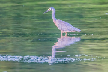 Wall Mural - White-faced Heron and reflection in the lake at Sunset