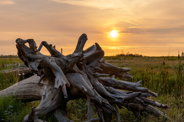 Wall Mural - Beautiful sunset view at adjacent wetlands Grauer Lands Richmond British Columbia Canada