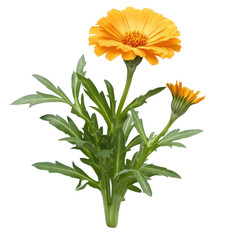 Poster - Single beautiful flower in full bloom set against a dramatic black background creating a striking visual contrast isolated on transparent background..