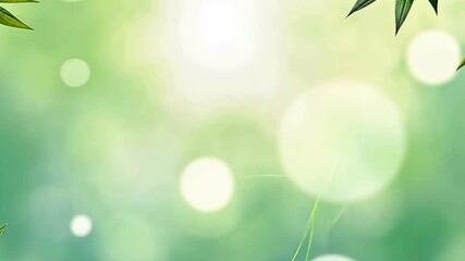 Fototapete - A green leafy plant with a green background. The leaf is on the right side of the image