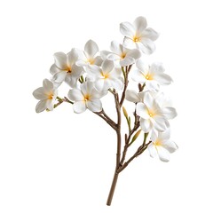 Wall Mural - Frangipani flowers isolated on white background with clipping path.