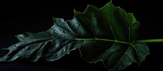 Fototapete - Tropical black bat flower leaf Tacca Chantrieri with rich dark green colors and intricate textures on a sleek black background.