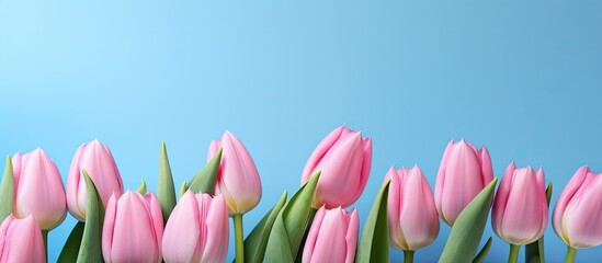 Aufkleber - Pink tulips in a row on soft blue background with ample negative space for text or image display creating a serene floral arrangement