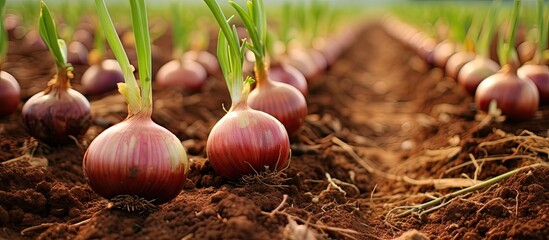 Poster - Lush onion plantation with vibrant green shoots emerging from rich brown soil showcasing rows of ripe red onions in a tranquil garden setting