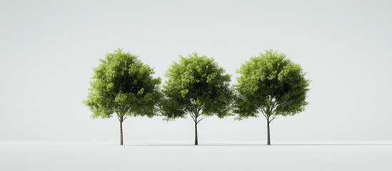 Leinwandbilder - Three lush green trees arranged in a row against a soft white background, showcasing vibrant foliage and creating a serene, minimalistic aesthetic.