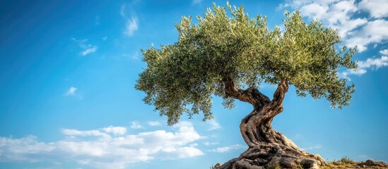 Fototapete - Twisted old olive tree with large branches under bright sunlight against a blue sky with scattered clouds, showcasing a serene plantation landscape.