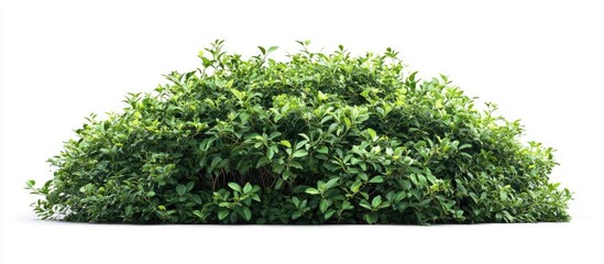 Leinwandbilder - Lush green bush with dense foliage positioned centrally on a white background, featuring a rounded shape and vibrant leaves for a natural look.