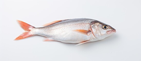 Poster - Salted fish lying in the corner with a smooth white background showcasing its silver scales and orange fins creating a clean, minimalist aesthetic.