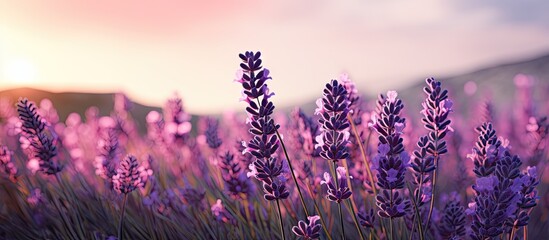 Poster - Lavender wildflowers in vibrant shades of purple under a soft sunset glow, creating a serene landscape with blurred green hills in the background.