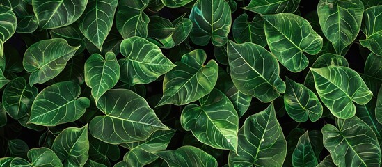 Aufkleber - Leafy background featuring lush green Saribus rotundifolius leaves in a dense arrangement with rich texture and ample dark copy space on the sides