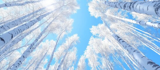 Poster - Perspective view of a birch forest with tall white trunks against a bright blue sky creating a serene and tranquil atmosphere.