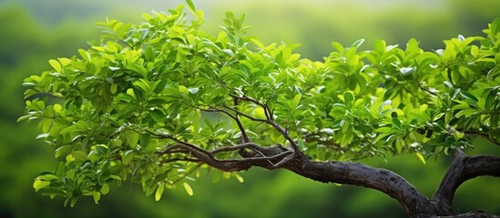 Fototapete - Lush green Andrographis paniculata tree branch with vibrant leaves, softly blurred background highlighting natural hues and tranquility.