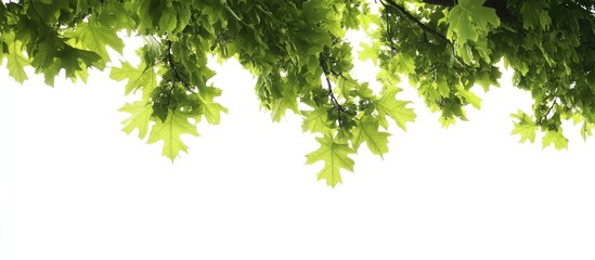 Aufkleber - Green leafy branches cascading down from the top against a stark white background creating a vibrant, fresh, tropical feel suitable for various designs.