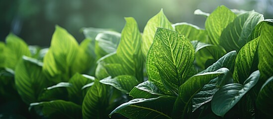 Fototapete - Lush green Dieffenbachia plant foliage in soft natural lighting, showcasing vibrant textured leaves arranged in a layered pattern.