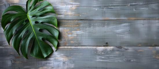 Poster - Monstera leaf positioned on the left side of a textured gray wooden wall showcasing a natural design element with ample copy space.