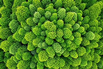 Poster - Aerial view of lush green tree tops creating a dense forest canopy.