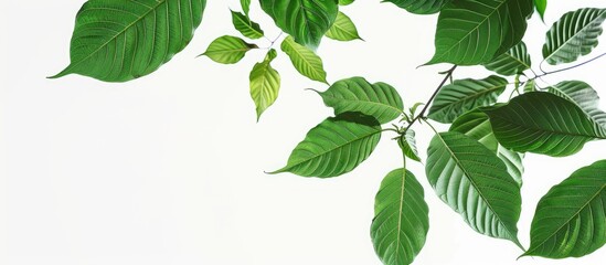 Fototapete - Vibrant green kratom leaves arranged diagonally from the top left on a clean white background with ample copy space on the right side.