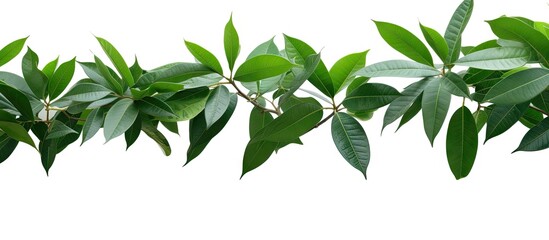 Leinwandbilder - Lush green tropical leaves arranged in a horizontal row on a white background, ideal for creating a natural-themed copy space.