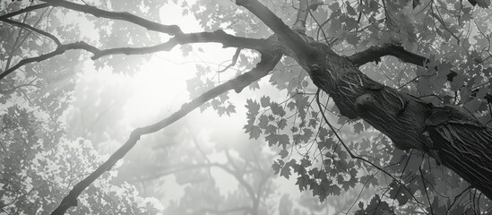 Poster - Misty forest scene with sun rays emerging through fog gray tree trunks and branches in the foreground creating a serene atmosphere.