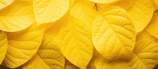 Leinwandbilder - Macro shot of overlapping yellow leaves with intricate textures and varying shades creating a vivid, warm and inviting background composition