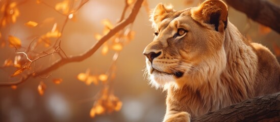 Aufkleber - Majestic lioness resting on a tree branch, warm orange bokeh background with soft leaf blur, serene gaze amidst autumn foliage.