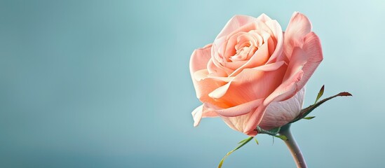 Fototapete - Delicate pink rose positioned right against a soft blue backdrop, featuring ample copy space for creative text integration.