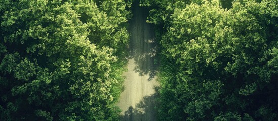 Fototapete - Lush green forest canopy with a tranquil road leading through deciduous trees illuminated by soft sunlight filtering from above