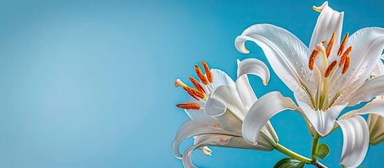 Poster - Elegant white lilies with vibrant orange stamens against a soft blue background, positioned on the right side, showcasing delicate floral details.